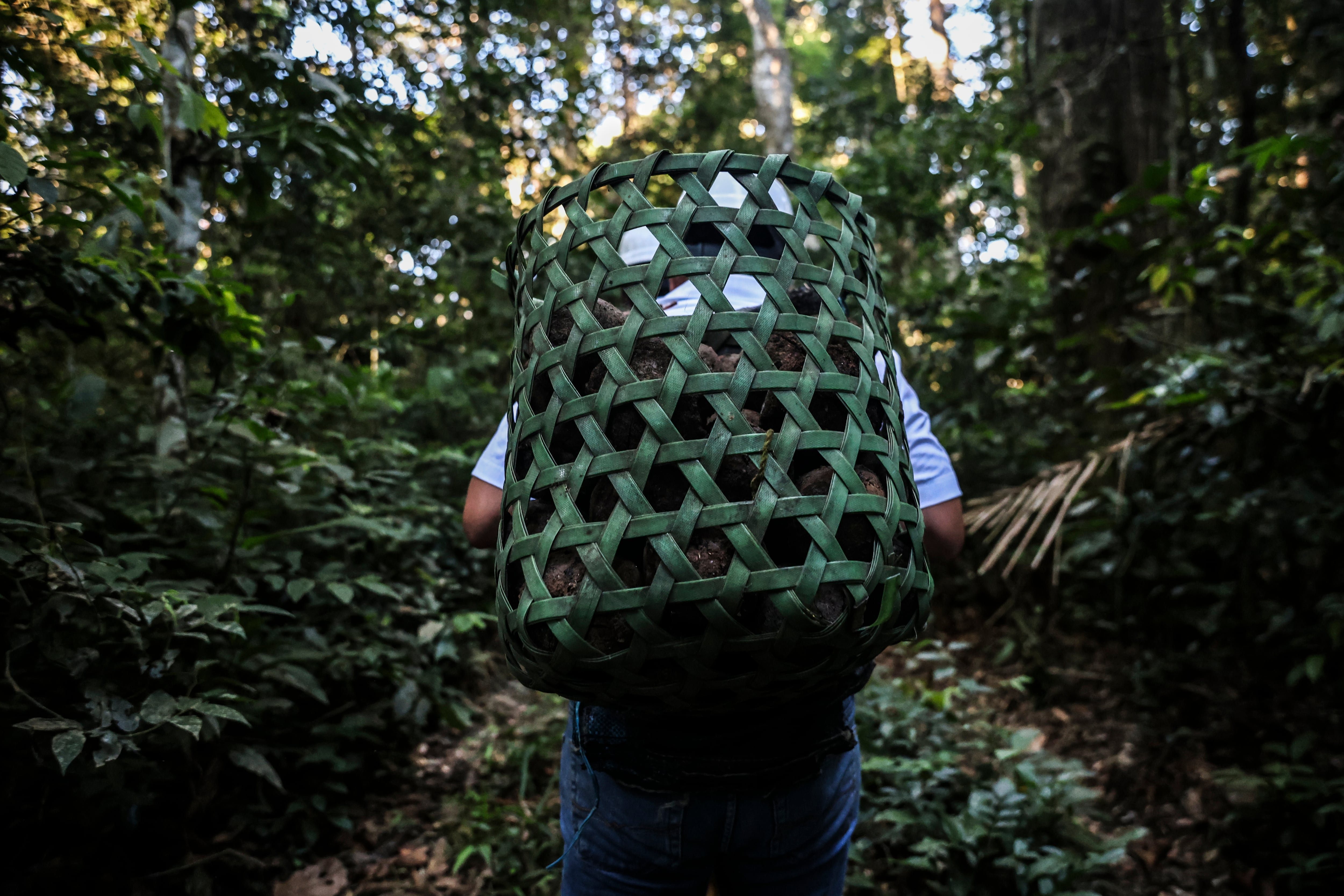 La Amazonia peruana empieza a experimentar cómo hacer negocios mientras mantiene sus bosques en pie