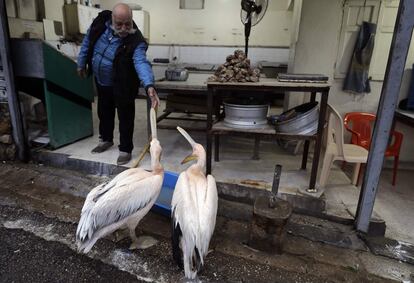 Un pescador libanés alimenta a dos pelícanos de pie frente a su pescadería en Okaibe, al sur de Halat (Beirut).