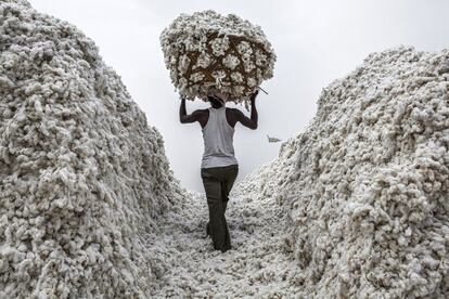 La familia de Rahul forma parte de los 850 millones de personas que viven de la agricultura en la India. A pesar de la gran modernización del país asiático en los últimos años, el 70% de sus 1.240 millones de habitantes aún dependen de la tierra y de sus cosechas para alimentarse. La mayoría trabajan en pequeñas explotaciones de subsistencia, en las que participan todos los miembros de la unidad familiar. Ya pocos ponen en duda que este tipo de agricultura a pequeña escala es la que asegura la soberanía alimentaria, la que contribuye a la reducción de la pobreza y de las desigualdades, así como la principal salvaguarda del equilibrio medioambiental. Por ello la ONU declaró 2014 como el Año Internacional de la Agricultura Familiar. En la foto, un trabajador carga algodón en la ciudad de Yavatmal, Vidarbha (India).