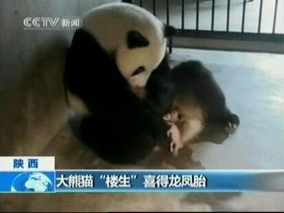 Nacen dos pandas por inseminación artificial en China
