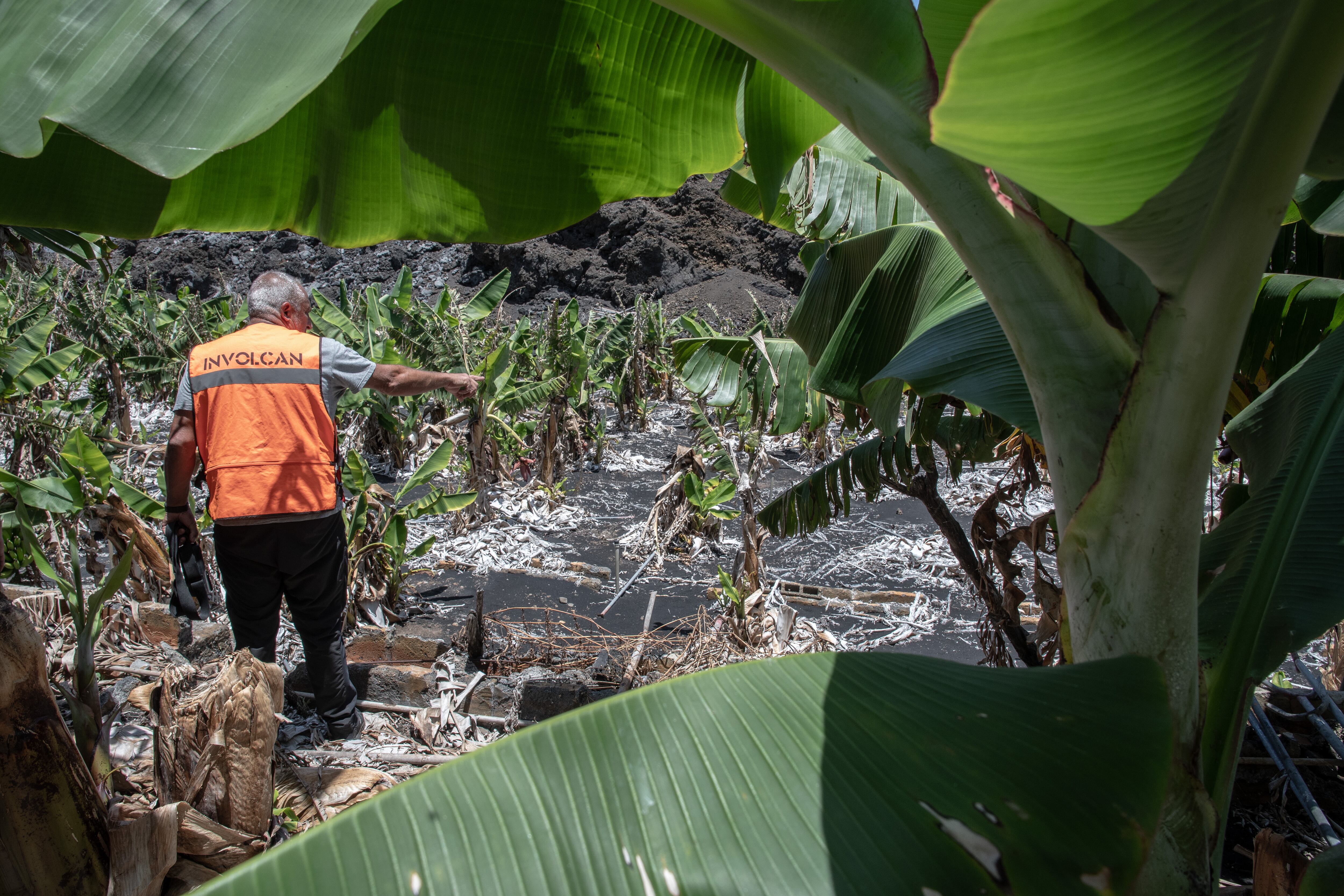 Toni Álvarez operario de Involcan, señala la aparición de animales muertos por los gases en una finca platanera afectada por el dióxido de carbono.