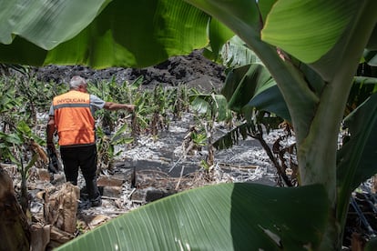 Toni Álvarez operario de Involcan, señala la aparición de animales muertos por los gases en una finca platanera afectada por el dióxido de carbono.