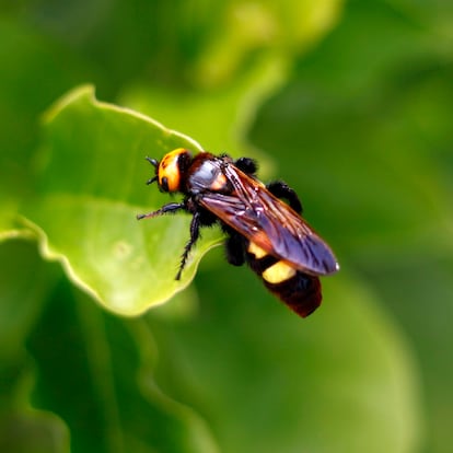 Accidentally imported from China by a horticulturist from the Lot-et-Garonne department, Asian predatory wasps rapidly invaded France. In 2010, they had invaded 39 departments, mainly in south-western France. (Photo by: Andia/Universal Images Group via Getty Images)