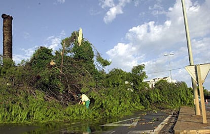 Árboles derribados por el tornado que ayer sacudió la localidad alicantina de Dénia.