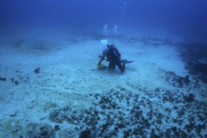 Un buzo inspecciona los daños en el coral causados por el <i>Shen Neng 1.</i>