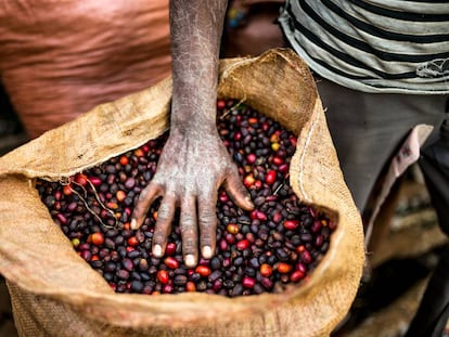 Café recém cosechado em Yayu, no sudoeste de Etiópia, a terra do 'Arabica'.