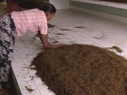 Elaboración de un té incomparable