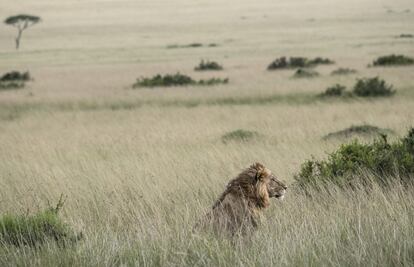 Un león acecha entre la hierba.