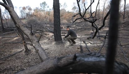 Tala de &aacute;rboles quemados en los bosques del Empord&agrave;.