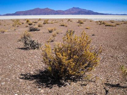 Los ecosistemas áridos - como el desierto de Atacama - albergan las comunidades más singulares del suelo.