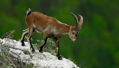 Exemplar de cabra hispànica al massís del Montgrí.