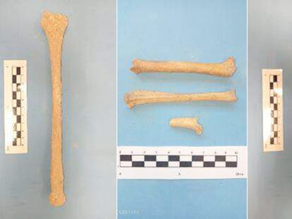Imágenes de los huesos encontrados durante las obras de la línea 11 de Metro, y contenidas en un informe de la empresa Arqueomedia.