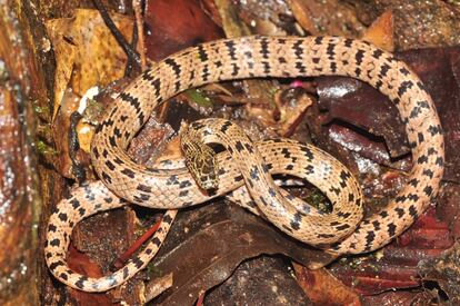 Esta serpiente lobo es experta en camuflaje, vive dentro de los árboles y tiene hábitos nocturnos, lo que explica que los investigadores encontraran un único ejemplar de esta nueva especie a pesar de las muchas campañas para encontrar reptiles en la zona.