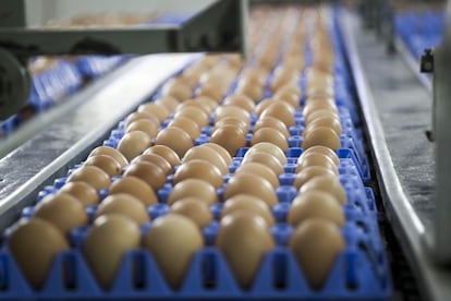 Huevos en una producción de Lugos
