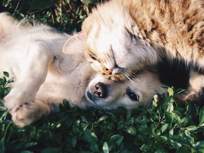 Elegimos 10 alimentos y accesorios para cuidar la salud de tu perro o gato.