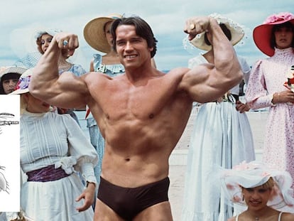 Imagen de la mosca 'Megapropodiphona arnoldi' junto a otra del culturista Anorld Schwarzenegger durante el festival de cine de Cannes en 1977.