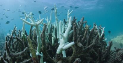 La Gran Barrera de Coral, el mayor sistema coralino del mundo situado en el noreste de Australia, sufrió en 2016, por segundo año consecutivo un blanqueo masivo de corales.