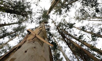 En Galicia, la venta de madera de eucalipto para la producción de celulosa es la principal fuente de ingresos de la población rural.