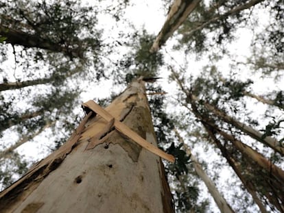 En Galicia, la venta de madera de eucalipto para la producción de celulosa es la principal fuente de ingresos de la población rural.