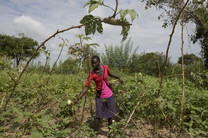 Jacqueline Kaluma recoge verduras en el campo que rodea su cabaña. Tiene 17 años y vive con su hermano de 14 en un orfanato del asentamiento para refugiados de Palorinya. Los dos hermanos llegaron al campamento en febrero de 2017, después de dos días de marcha desde Loa, su pueblo en Sudán del Sur. Su hermano va al colegio, pero Kaluma no puede seguir sus estudios debido a que las organizaciones de cooperación todavía no han abierto escuelas de secundaria gratuitas por falta de fondos. La joven intenta reunir suficiente dinero para la matrícula recogiendo agua para otros habitantes del campamento.