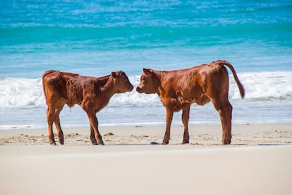 Ejemplares de raza retinta en la playa. Imagen proporcionada por la Asociación Nacional de Raza Retinta.