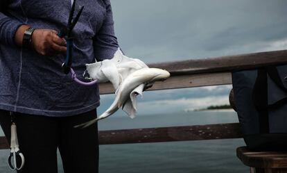 Una mujer sostiene el pasado viernes un pez muerto en Naples, Florida, como consecuencia de la marea roja.