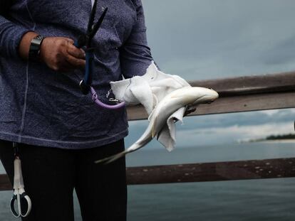 Una mujer sostiene el pasado viernes un pez muerto en Naples, Florida, como consecuencia de la marea roja.