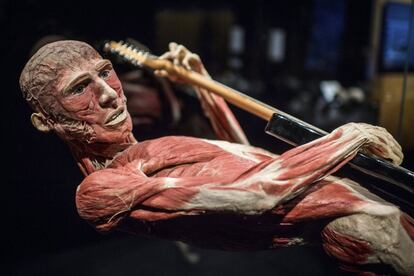 La muestra, que exhibe cadáveres humanos que han sido sometidos a 'plastinación', como se conoce a la técnica con la que se extraen los líquidos para sustituirlos por silicona, permanecerá abierta al público del 2 al 10 de septiembre en Graz (Australia). En la imagen, el espécimen titulado 'El guitarrista'.