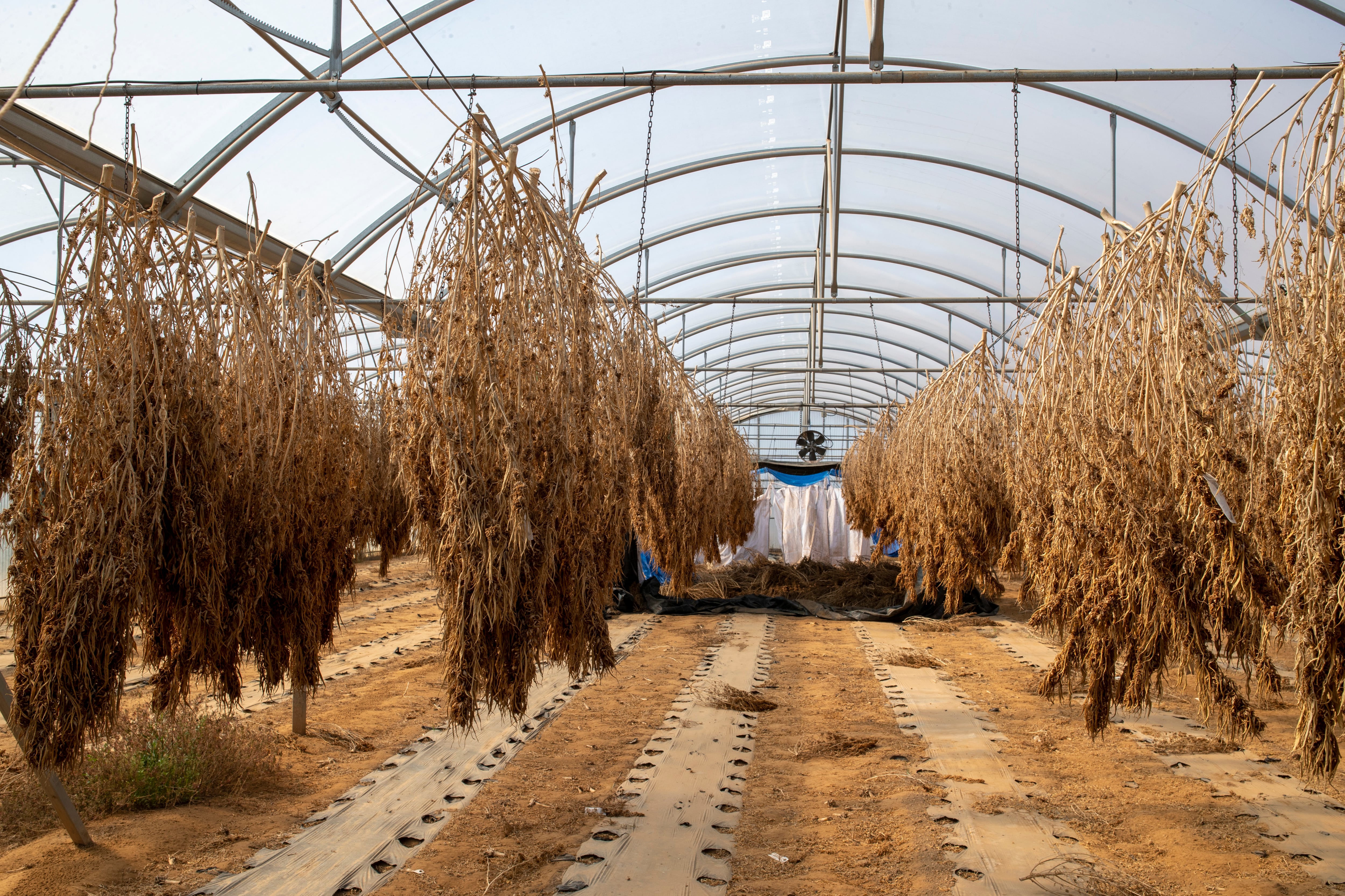 Una plantación de cáñamo inmovilizada por la Guardia Civil, a cuyo dueño finalmente absolvieron. 