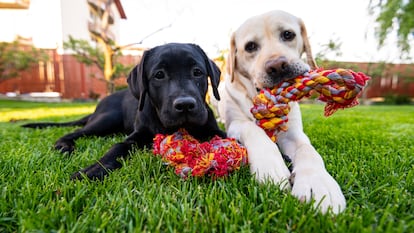 Estos juguetes son muy útiles para que los animales puedan fortalecer y mantener la higiene de la mandíbula y los colmillos . GETTY IMAGES.