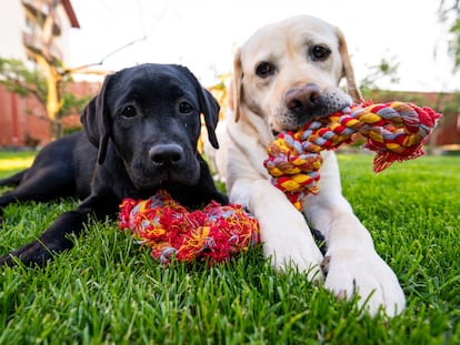 Estos juguetes son muy útiles para que los animales puedan fortalecer y mantener la higiene de la mandíbula y los colmillos . GETTY IMAGES.