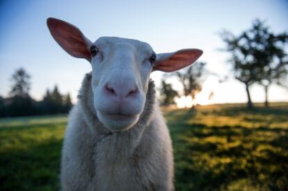 Retrato de una oveja, en un campo de Dresde (Alemania).