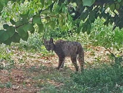 Litio fue avistado el pasado 29 de mayo en una zona boscosa del área metropolitana de la capital catalana