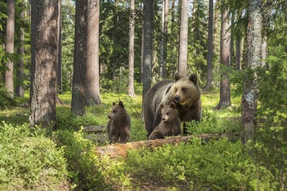 Los usuarios de Tripadvisor han votado que la mejor cosa que un viajero puede hacer en Kuhmo, en la región finlandesa de Kainuu, a 120 kilómetros de la frontera con Rusia, es observar y fotografiar animales salvajes en su hábitat natural, mediante cabañas camufladas e insonorizadas. Aseguran que la descarga de adrenalina está garantizada. Kainuu está considerado como el mayor santuario europeo de osos pardos, que viven en sus inmensos bosques de coníferas. Los reyes de la taiga están acompañados de lobos y glotones.