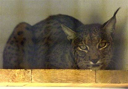 <i>Garfio,</i> el lince de 15 kilos seleccionado para iniciar la cría en cautividad en Doñana.