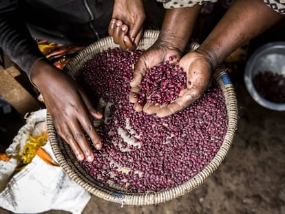 Una mujer coge un puñado de legumbres, en Kenia.