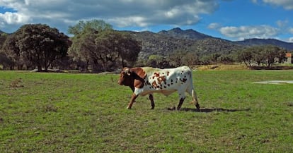 Un ejemplar de La Finca.