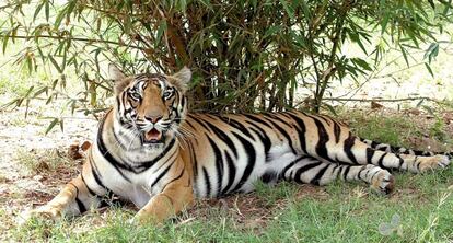 Un tigre descansa en Madhya Pradesh (India)