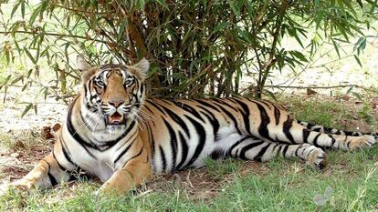 Un tigre descansa en Madhya Pradesh (India)