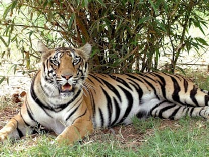 Un tigre descansa en Madhya Pradesh (India)