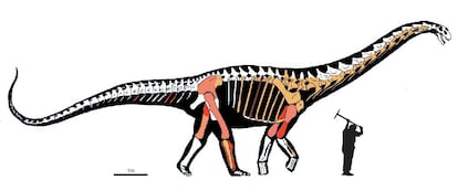 Silueta de Abditosaurus kuehnei, en la que se muestran en distintos colores los restos excavados en distintas campañas de excavación. El color rosa claro corresponde a fósiles excavados en el siglo pasado y que se han perdido.
BERNARDO GONZÁLEZ RIGA
07/02/2022