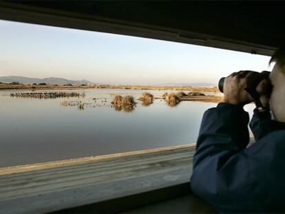 Observación de aves en el delta del Lobregat.