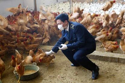 Un inspector controla pollos en un mercado de Shenzen, en el sur de China.