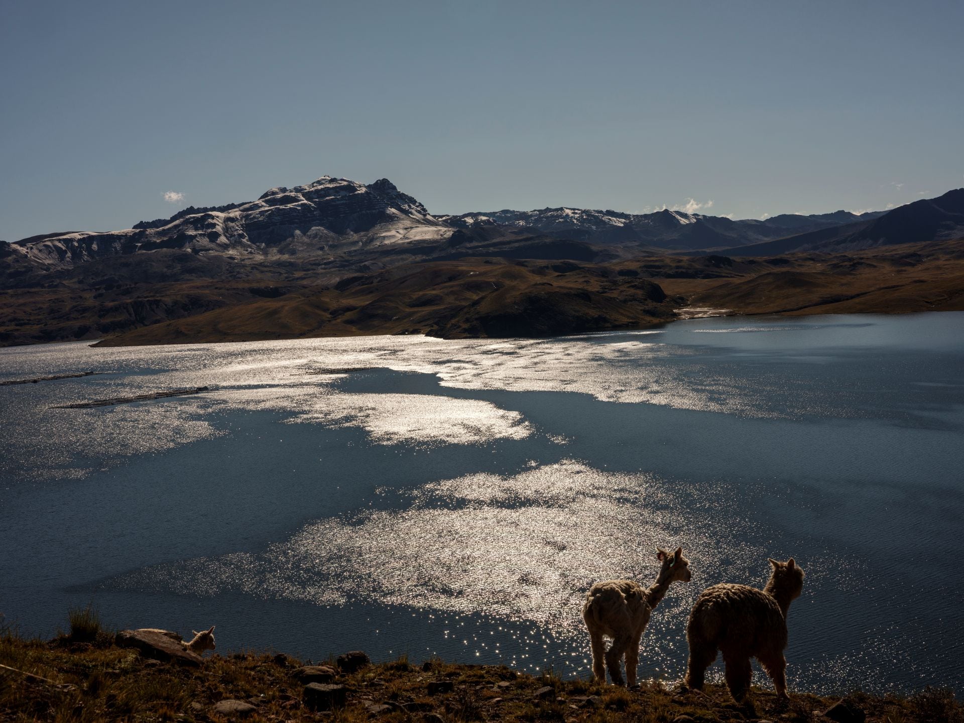 En 2007, el Tribunal Latinoamericano del Agua concluyó que el trasvase de Choclococha hacia Ica estaba secando los pastos y afectando los medios de vida de las comunidades altoandinas.