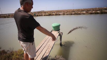 Carlos Peci alimenta a los peces de la piscifactoría en crisis, en San Fernando.
