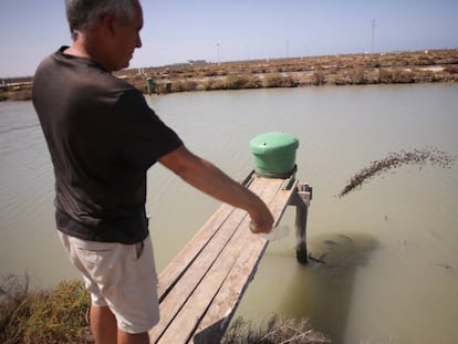 Carlos Peci alimenta a los peces de la piscifactor&iacute;a en crisis, en San Fernando.