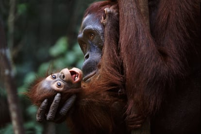 Un pequeño orangután (parque nacional de Tanjung Puting, Borneo) juega con seguridad en los brazos envolventes de su madre. En estos momentos de íntima unión, la madre enseñará poco a poco al pequeño a hacerse independiente. "No dejará de tener sentido, por lo menos para mí, el que paseando por el puente colgante uno pueda encontrarse con la imagen de estos seres míticos", asegura Araújo.