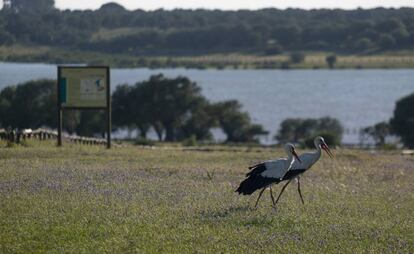 Dos cigüeñas en la Dehesa de Abajo, dentro del espacio natural de Doñana.