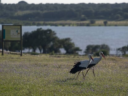 Dos cigüeñas en la Dehesa de Abajo, dentro del espacio natural de Doñana.