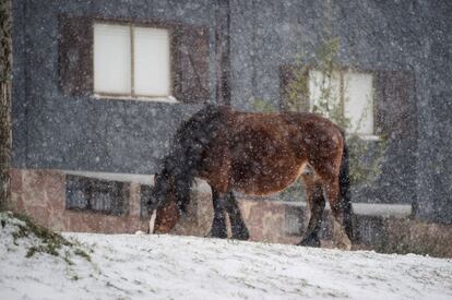 Un caballo pasta bajo la nieve caída en la localidad cántabra de Brañavieja, el 28 de octubre.